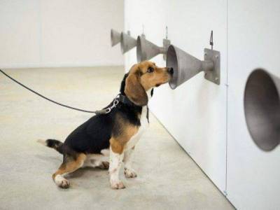 Обоняние собаки – лучший ПЦР-тест: хвостатые могут обнаружить коронавирус с первого дня заражения - skuke.net - Киев