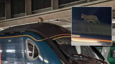 Хвостатый хулиган: в Великобритании кот задержал поезд на 2,5 часа - 24tv.ua - Англия - Лондон