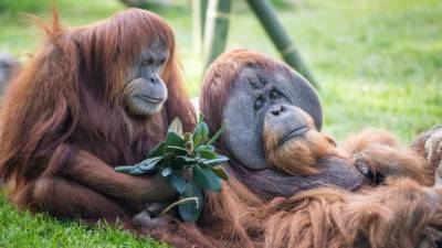 Девяти обезьянам в зоопарке сделали прививку от коронавируса - vesty.co.il - Израиль - Сан-Диего