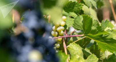 Фермеры скоро "постучатся", а производители вина в Армении еще не расплатились с долгами - ru.armeniasputnik.am - Армения