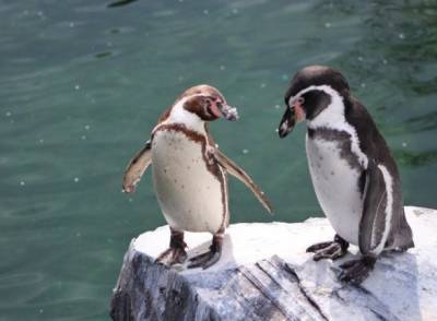 В Норвегии после месяцев карантина вакцинируют пингвинов - unn.com.ua - Киев - Норвегия - Берген