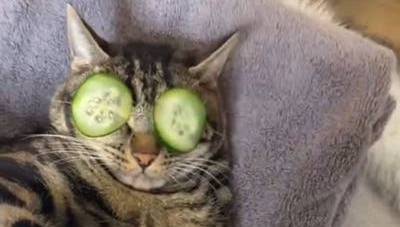 Кот, наслаждавшийся спа-днем на вирусном видео, стал звездой интернета - usa.one - штат Калифорния