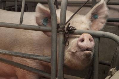 Власти выкупят у читинцев свиней по выгодной цене из-за угрозы АЧС - mk.ru - Забайкальский край