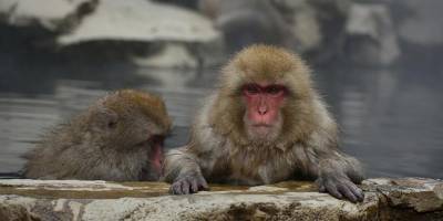 Вакцинация в зоопарке Сан-Диего: коронавирус угрожает мировой популяции обезьян - detaly.co.il - Сан-Диего