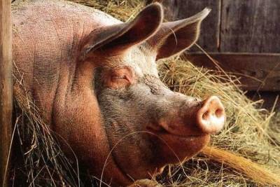 Власти выкупят заболевших африканской чумой свиней в Чите - chita.ru - Чита - Забайкальский край