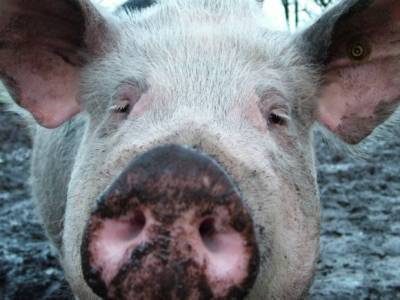 СМИ: В Забайкалье свиней, ставших жертвами чумы, кормили объедками из частей Минобороны - rosbalt.ru - Чита
