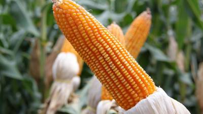 Запрет Кении на экспорт кукурузы лишит фермеров из Уганды источника доходов - riafan.ru - Кения - Уганда - Танзания - Найроби