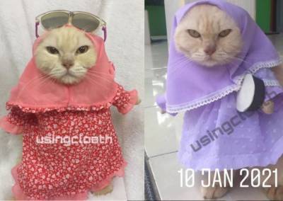 Кошачья мода: животные в хиджабах покоряют сеть - 24tv.ua - Индонезия - Черкассы