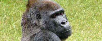В одном из зоопарков США вакцинировали против COVID-19 пять горилл - vchaspik.ua - Украина - Сан-Диего