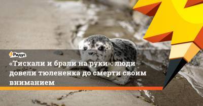«Тискали ибрали наруки»: люди довели тюлененка досмерти своим вниманием - ridus.ru - Приморье край