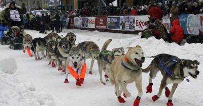 Гонки на собачьих упряжках: на Аляске стартовали популярные соревнования - tsn.ua - штат Аляска