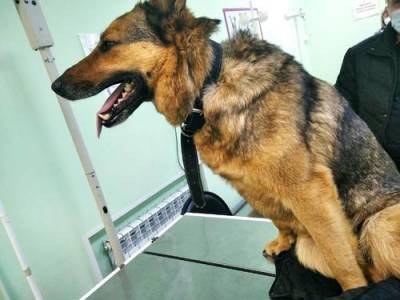 В Калуге защитники бездомных животных спасли собаку, вмерзшую в лед - argumenti.ru