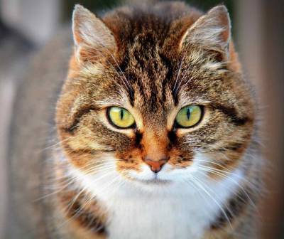 Самый толстый кот в России помог хозяйке победить коронавирус - live24.ru - Россия - Бийск