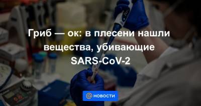 Гриб — ок: в плесени нашли вещества, убивающие SARS-CoV-2 - news.mail.ru