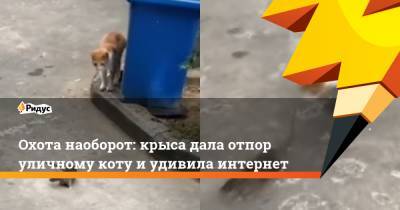 Охота наоборот: крыса дала отпор уличному коту и удивила интернет - ridus.ru