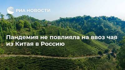 Пандемия не повлияла на ввоз чая из Китая в Россию - smartmoney.one - Россия - Китай