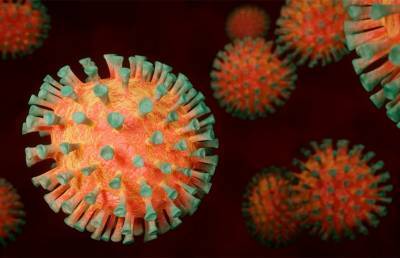 В грибах нашли вещества, способные убить коронавирус – исследование - ont.by - Россия
