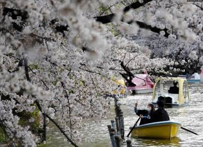 В Японии цветение сакур началось аномально рано - inform-ua.info