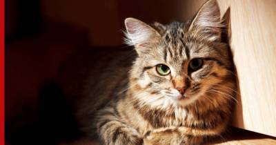Может ли наличие кошек в доме повлиять на развитие болезней мозга, объяснили ученые - profile.ru