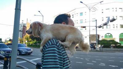 Ученые подтвердили способность собак ревновать хозяев - ufacitynews.ru