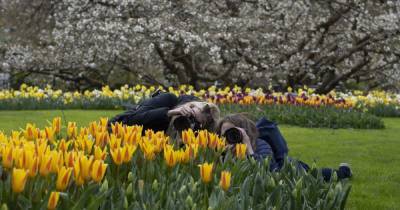 В знаменитом голландском парке "Кекенхоф" расцвели поля тюльпанов — фото и видео - tsn.ua