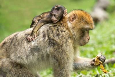Полиция задержала мошенников, научивших обезьян воровать - mk.ru - Нью-Дели