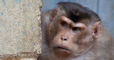 Индия - В Индии двоих мужчин арестовали за то, что они научили обезьян воровать деньги - focus.ua - Нью-Дели