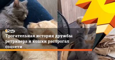 Трогательная история дружбы ретривера и кошки растрогала соцсети - ridus.ru
