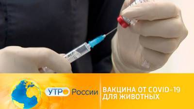 Утро России. Вакцина от COVID-19 для животных - vesti.ru - Россия
