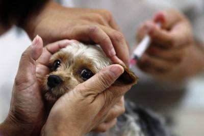 Узбекистан хочет провести испытания российской вакцины для животных - eadaily.com - Россия - Узбекистан