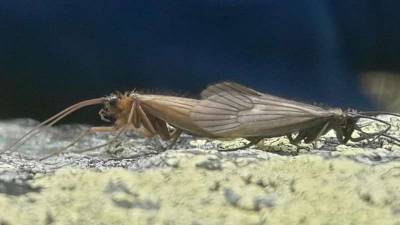 Найденное в Косово насекомое назвали в честь коронавируса - gazeta.ru - Косово - Приштина