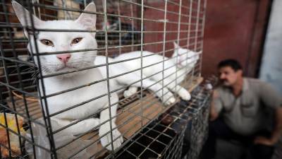 ВОЗ призвала ограничить торговлю животными на рынках из-за COVID-19 - iz.ru - Израиль
