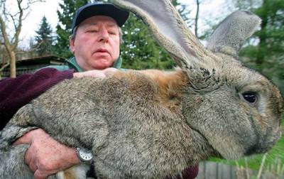 В Великобритании похитили самого большого кролика в мире (ВИДЕО) и мира - cursorinfo.co.il - Англия