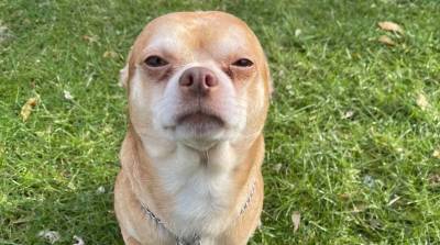 Объявление об усыновлении «Чаки в теле собаки» сделало чихуахуа звездой интернета - usa.one - штат Нью-Джерси