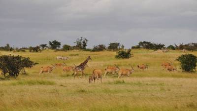 Кения: почему вам стоит побывать в Африке - skuke.net - Сша - Кения - Эмираты - республика Алтай