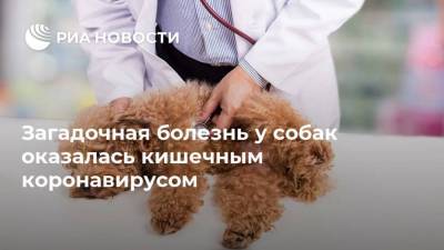 Загадочная болезнь у собак оказалась кишечным коронавирусом - ria.ru - Москва - Англия