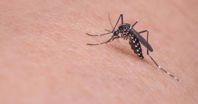 Австралийцев предупредили об атаке комаров-переносчиков редких вирусов - ren.tv - Австралия