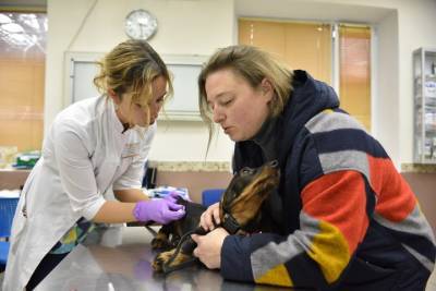 Ученые выяснили причину вспышки кишечной инфекции у собак - vm.ru - Англия