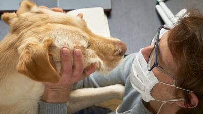 Ученые доказали, что собаки могут выявлять коронавирус с точностью до 96% - gazeta.ru
