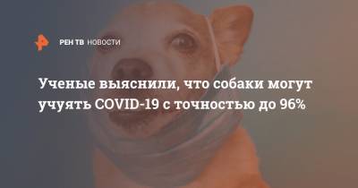 Ученые выяснили, что собаки могут учуять COVID-19 с точностью до 96% - ren.tv