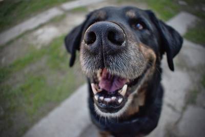 Ученые заявили, что собаки могут учуять COVID-19 почти со стопроцентной точностью - vm.ru