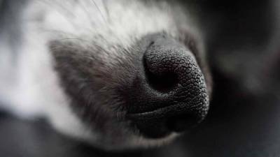 Собаки могут с точностью до 96% определять COVID-19 - live24.ru