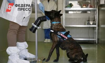 Собак научили чувствовать коронавирус - fedpress.ru