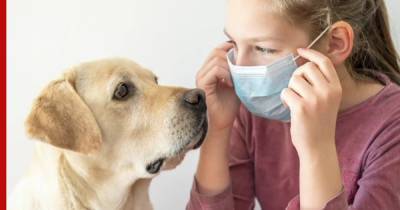 Собаки могут распознавать COVID-19 по запаху с точностью до 96%, считают ученые - profile.ru