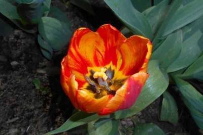 Пестролепестность тюльпана, лилия – под угрозой - skuke.net