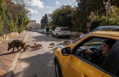 Кабаны стали неотъемлемой частью израильского городка: как с ними уживаются люди - 24tv.ua - Израиль