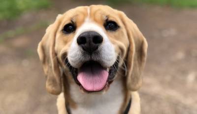 Ученые: Собаки могут обнаружить коронавирус с точностью до 96% - usa.one