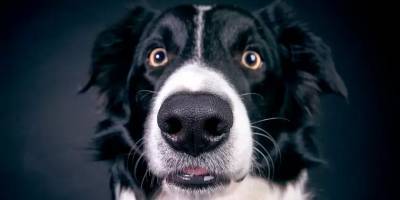 Собаки могут унюхать коронавирус - detaly.co.il - Jerusalem - штат Пенсильвания