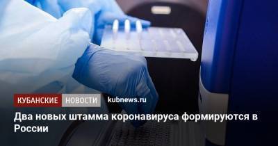 Анна Попова - Два новых штамма коронавируса формируются в России - kubnews.ru - Россия