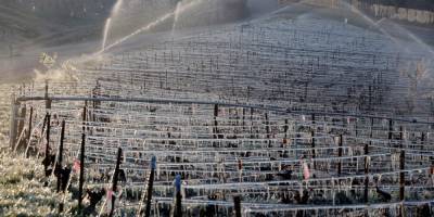 Pascal Rossignol - Пострадали 80% виноградников. Франция переживает худшие заморозки за 30 лет, которые убивают рынок вина — 15 фото - nv.ua - Франция